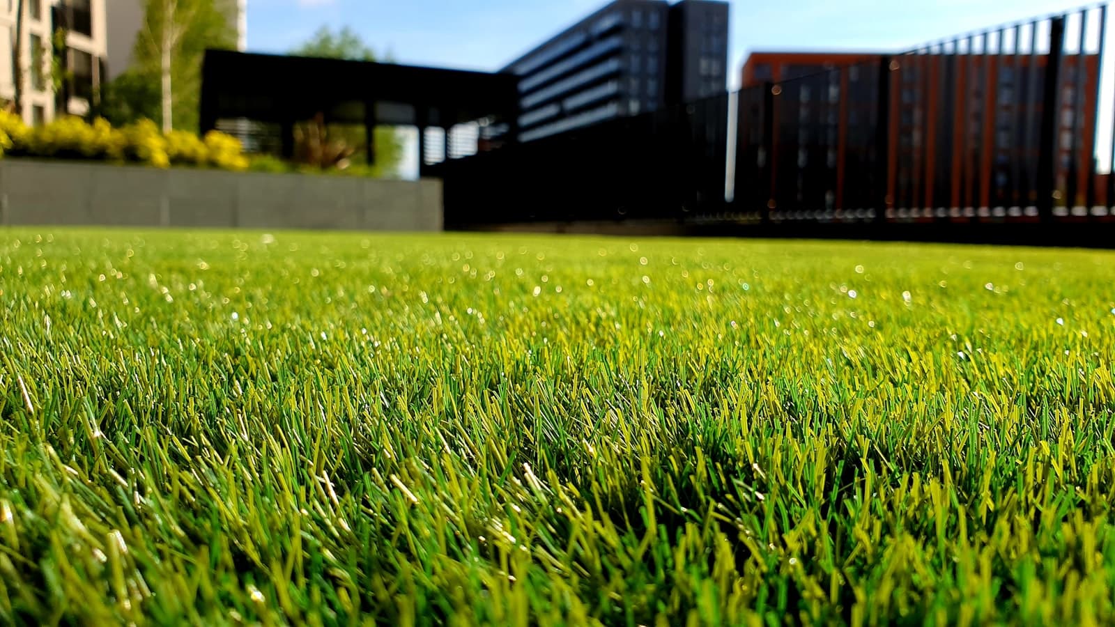 A freshly mowed, healthy green lawn